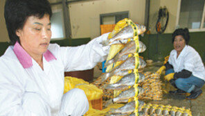 [제주]추자굴비, 영광굴비에 도전장