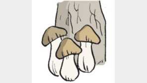 [오늘의 날씨/10월8일]소나무는 그 품 안에 송이를 키운다