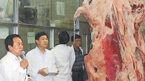 [충북]보은 브랜드 한우 ‘조랑우랑’ 상장 경매