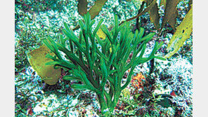 [제주]‘바다의 감초’ 청각, 제주서 시범 양식