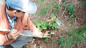 [강원]강원 송이 대풍이오~ 기후조건 좋아 올 59t 채취