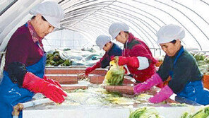 [충북]올 김장은 괴산 절임배추로