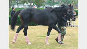 [제주]20억∼28억짜리 씨수말 2마리 제주에 안착