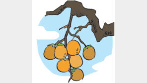 [오늘의 날씨/11월 12일]바람 불 때 몸 부르르 떠는 감나무