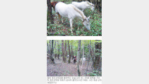 [제주]제주조릿대, 방목 말 먹이로 쓴다