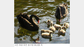 [대전/충남]서대전공원 고니 한쌍 새끼 7마리나 낳았네