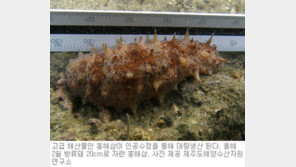 [제주]고급 해산물 ‘홍해삼’ 내년부터 대량 양식