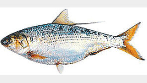 [전북]전북도내 양식장 430t 판로 못구해 폐사 불가