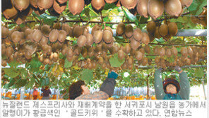 [제주]제주산 골드키위 맛보세요