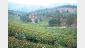 [광주/전남]보성 몽중산다원, 美농무부에서 ‘100% 유기농’인증