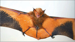 [충북]돌아온 황금박쥐… “진천 금암리 폐동굴에 서식 확인”