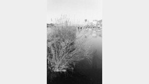 [충북]심명희씨 ‘무심천’ 사진전