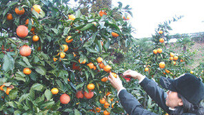 [제주]감귤 값 양극화…노지 귤 5년만에 최저