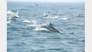 [휴지통]“자~ 울산 가자, 고래 구경하러”