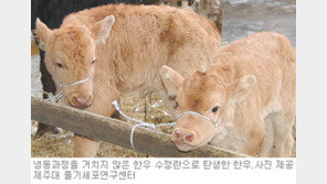[제주]한우 비동결 수정란 생명연장 성공