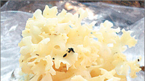 [제주]항암 꽃송이버섯 대량 인공재배