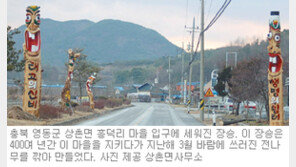 [충북]영동 흥덕리 강풍에 쓰러진 전나무 8개월 만에 ‘환생’