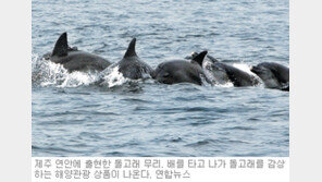 [제주]‘돌고래 군무 감상’ 해양관광상품 나온다