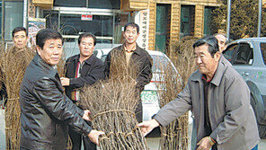 [강원]강원 평창군 대하리 노인회 싸리비 관공서 무료로 제공