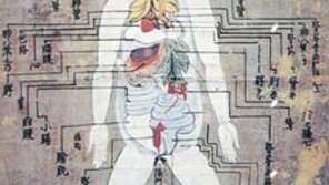 [인문사회]네덜란드 해부학…‘에도의 몸을 열다’