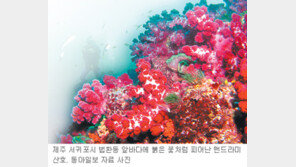 [제주]제주 바다속 세계에 뽐낸다