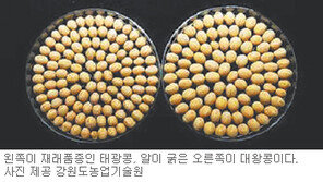 [강원]수확량 많고 알 굵은 ‘대왕콩’ 개발