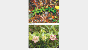 [제주]제주 야생식물 157종 멸종 위기