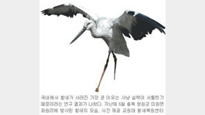 [충북]“황새가 사라진 건 사냥실력 부족 탓”