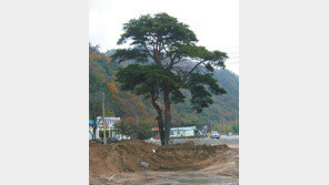 [강원]“100세 소나무 훼손 안된다”강원 새 도로 코스 바꾼다