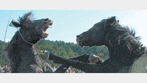 [제주]‘제주 말싸움’ 동물학대 논란