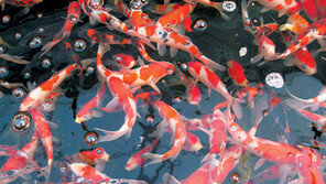 [충북]충북 진천 “역시! 관상어가 수출 효자”