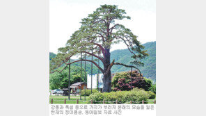 [충북]“정이품송 썩은 가지 잘라내야”
