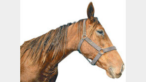 [제주]인기좋은 제주 말고기-말뼈… 道, 축산업 새 성장동력으로