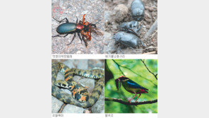 [제주]한라생태숲, ‘자연’을 되찾았다