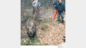 [휴지통]삼청동에 멧돼지 출현… 2시간 숨바꼭질