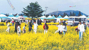 [제주]유채꽃에 노랗게 물들겠네