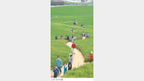 [전북]보리밭 사잇길로 축제가 달려온다