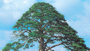 [충북]“정이품송 뿌리를 살려라”