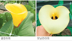 [강원]강원농업기술원，고소득 유색칼라 화종 2종 개발