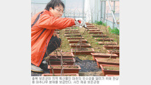 [충북]보은군, 대추나무 분재 2500그루 보급한다