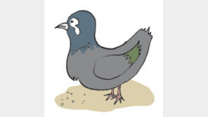 [오늘의 날씨/5월13일]‘성북동 비둘기’들은 또 어디로…