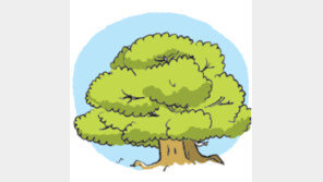 [오늘의 날씨/5월16일]‘늙은 티가 나는’ 느티나무