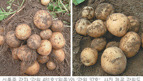 [강원]‘강원 감자의 진화’