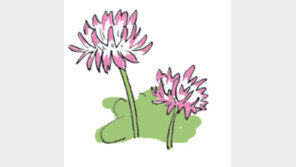 [오늘의 날씨/5월 22일]남김없이 주고 가는 ‘거름 꽃’