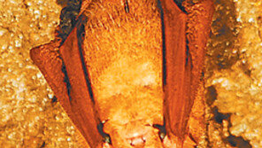 [제주]‘황금박쥐’ 한라산 용암동굴에 둥지