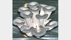 [강원]“새 느타리버섯으로 고소득 올려보세요”