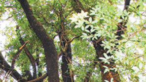 [제주]“한라산에 700년된 나무도 있었네”