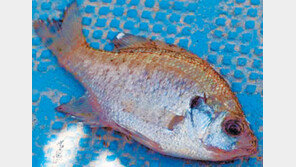 [충북]“대청호 생태 파괴 배스-블루길 수매”