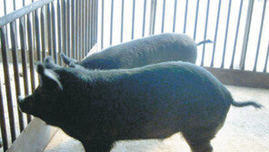 [강원]강원 흑돼지 족보 올랐다