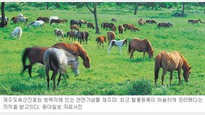 [제주]제주馬 혈통관리 허술
